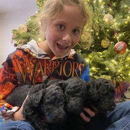 Poodle Puppies from D and D Standard Poodles