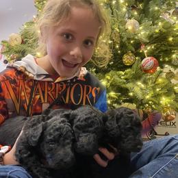 Poodle Puppies from D and D Standard Poodles