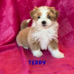 TEDDY (Lucky's Filled With Love) - Red male Havanese puppy in Fielding, Utah from LUCKY HAVANESE
