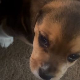 Girl 2 - Beagle puppy from Lil Kountry Pocket Beagles