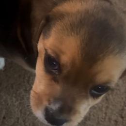 Girl 2 - Beagle puppy from Lil Kountry Pocket Beagles