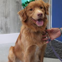 Nova Scotia Duck Tolling Retriever All Grown Up from Dtails Tollers