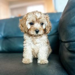 Pip - Apricot female Cavapoo puppy in Saint George, Utah from Fitzdoodles