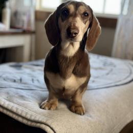 Brew - Dachshund