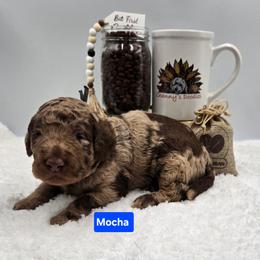 Mocha - Merle male Goldendoodle puppy in Summerville, South Carolina from Channys Doodles