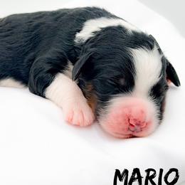 Mario - Tri-color male Bernedoodle puppy in Tipton, Indiana from Country Creek Doodles