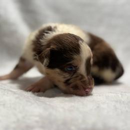 Cody - Red merle male Miniature Australian Shepherd puppy in New London, Minnesota from Broken T Australian Shepherds
