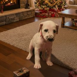 LUA Pink Saphire - White and black female Dalmatian puppy in Phoenix, Arizona from Samba Flavors