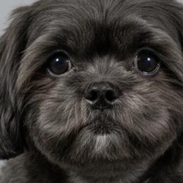Black Betty - Shih Tzu