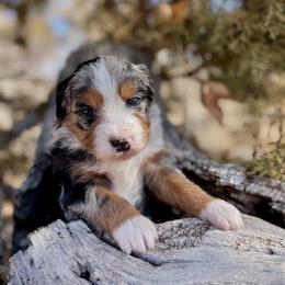 Hart - Blue merle female Australian Shepherd puppy in Randolph, Utah from Dry Canyon Pups