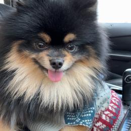 Boba - Pomeranian