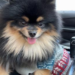 Boba - Pomeranian