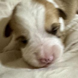 Artie - Red male Pembroke Welsh Corgi puppy in Brashear, Texas from Sherwood Acres Pembrokes