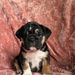 Ms Beauty 18 line champion - Black tri-color female Bulldog puppy in Seattle, Washington from mama Myra bulldogs