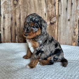 Meeks - Blue merle female Bernedoodle puppy in Savannah, Missouri from Rose Creek Mini Aussies and doodles