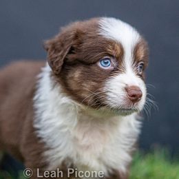 Miniature American Shepherd Puppies from Great Companions MAS