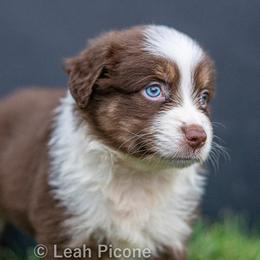 Miniature American Shepherd Puppies from Great Companions MAS