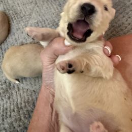 Dachshund Puppies from Chilidog Dachshunds