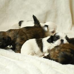 Shih Tzu Puppies from Good Lil Shih Tzu