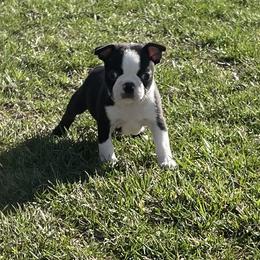 Gabe - Black brindle and white male Boston Terrier puppy in Fillmore, Illinois from Wind Hill Puppies