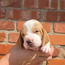 Sevier - Red and white male Basset Hound puppy in Bellaire, Ohio from Blessed Bassets