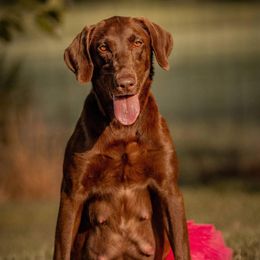 Rain - Labrador Retriever