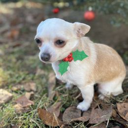Moon - Chihuahua