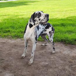 Callie - Great Dane