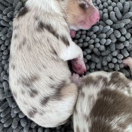 Hartzland aussies - Black tri-color male Australian Shepherd puppy in Wrightstown, New Jersey from Hartzland Farm Australian Shepherds