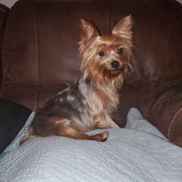 Muffin - Yorkshire Terrier