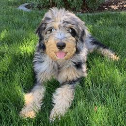 Oakley - Bernedoodle