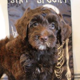 Orange collar Navajo - Chocolate male Australian Labradoodle puppy in Provo, Utah from EllsWORTH Labradoodles LLC