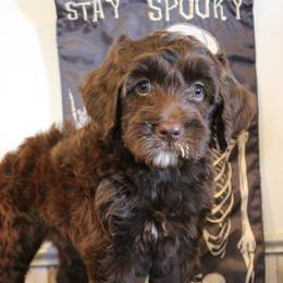 Orange collar Navajo - Chocolate male Australian Labradoodle puppy in Provo, Utah from EllsWORTH Labradoodles LLC