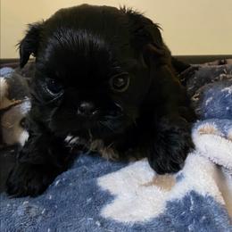 Boy 1 - Black male Shorkie puppy in White Pigeon, Michigan from Kathys Yorkie and Shih-tzu Cuties