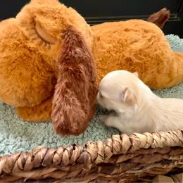 Rocky - Cream and white male Chihuahua puppy in Choctaw, Oklahoma from Savvy Chihuahuas of Oklahoma