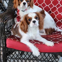 Cavalier King Charles Spaniel Puppies from Angelic Cavaliers