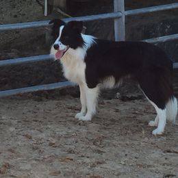 Maggie - Border Collie
