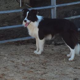 Maggie - Border Collie