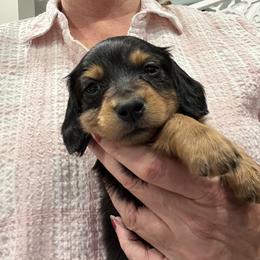 Number 5 - Bobo - Black and tan male Dachshund puppy in Lafayette, Indiana from Tippecanoe Mini Dachshund