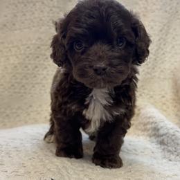 Brown collar - Brown male Cockapoo puppy in Berea, Kentucky from Blair’s Furry Friends