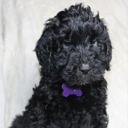 Dancer - Black female Goldendoodle puppy in Howard City, Michigan from Doodles and Chaos
