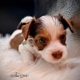 Girl 4 mint - Parti female Yorkshire Terrier puppy in Machesney Park, Illinois from Three Yorkie Family