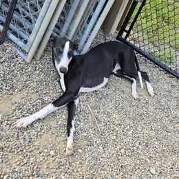 Jack Jack - Whippet
