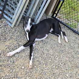 Jack Jack - Whippet