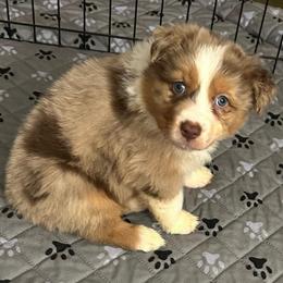 Boy 2 - Red merle male Australian Shepherd puppy in Saratoga Springs, New York from Rock Springs Australian Shepherds