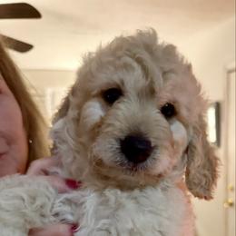 Lollipop - Cream female Goldendoodle puppy in Pensacola, Florida from Goldendoodles Love You in Pensacola Friend Edition