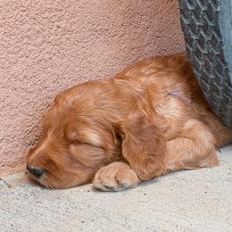 Irish Doodle Puppies from Foxrun Litters