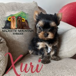 Xuri - Black and gold female Yorkshire Terrier puppy in Baker, West Virginia from Majestic Mountain Yorkies