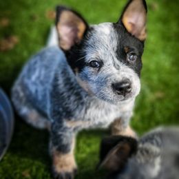 Anatolian Shepherd Dog and Australian Cattle Dog Puppies from 4D Cattle Dogs