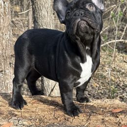 Tootsie (girl) - French Bulldog puppy from Let's keep it frenchie!